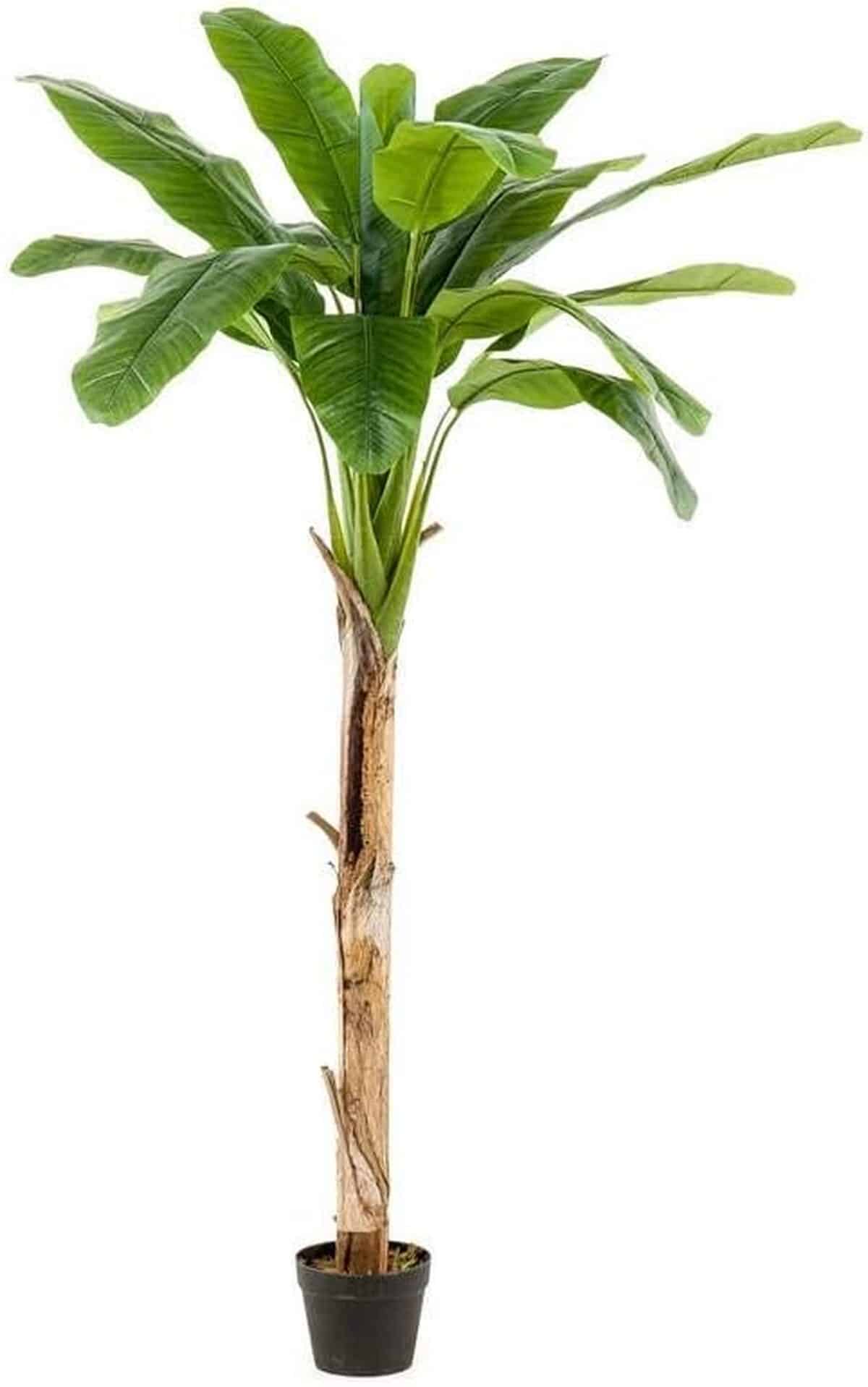 Avis sur le faux bananier Bagheera 180cm d'artplants.de