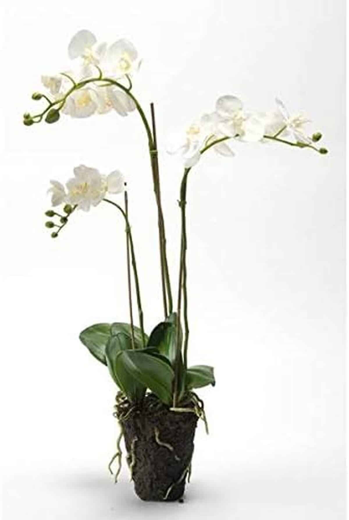 Avis sur l'orchidée artificielle Pabla artplants.de 70 cm