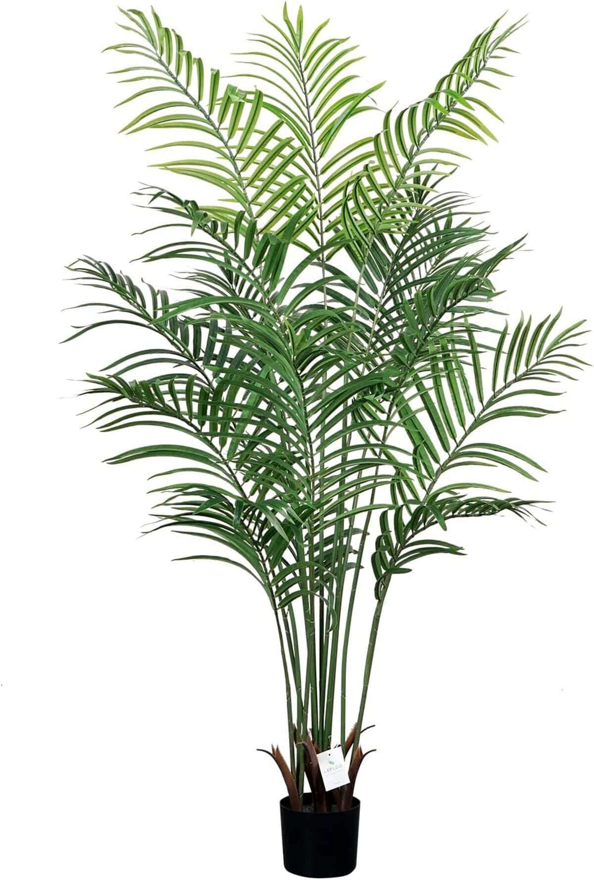 Test : palmier Leflos 150cm Dypsis Lutescens, 13 troncs