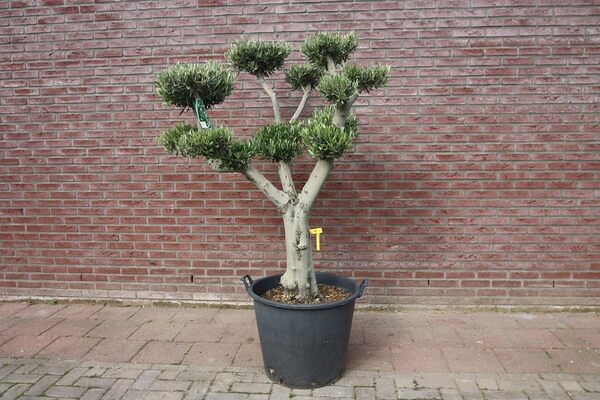 Tropictrees Olivier Pon Pon 180 cm Topiaire Circonférence 40/50 cm