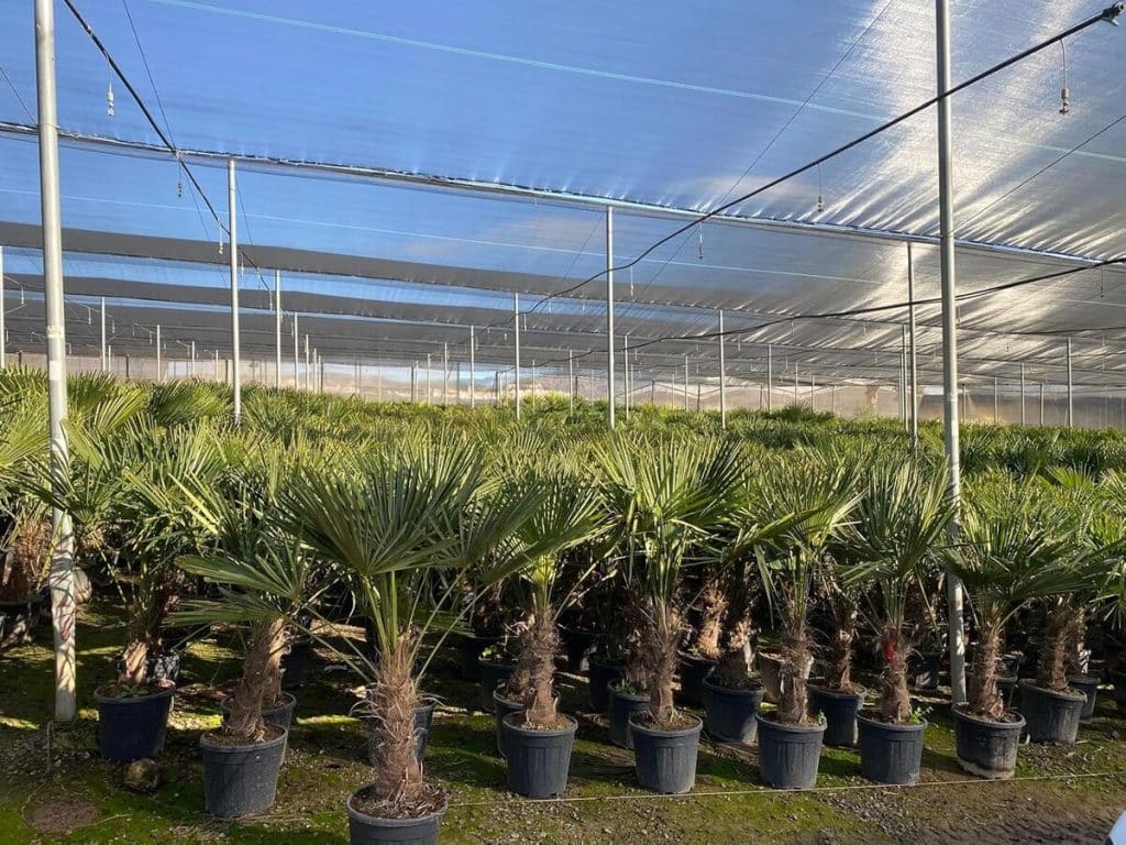 Avis : palmier chinois Trachycarpus Fortunei, élégance résistante