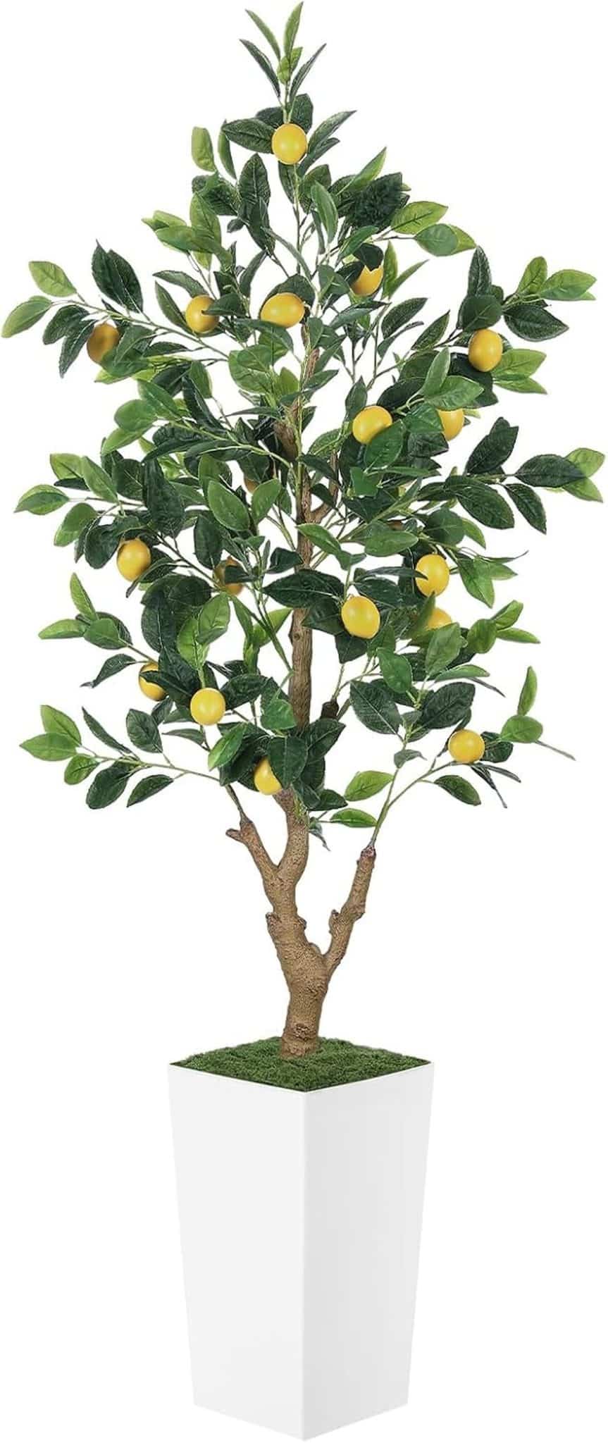 Avis sur le citronnier artificiel PHYTREE de 1, 5 m et son pot blanc