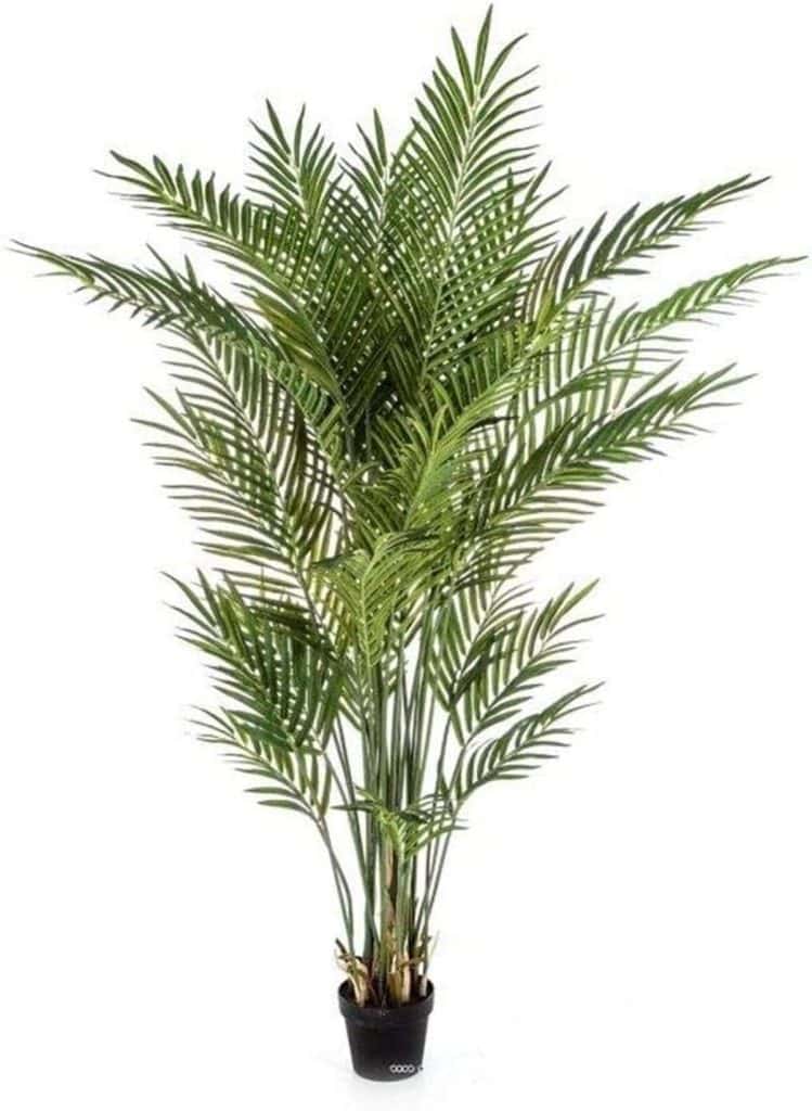 Avis sur le palmier areca artificiel en pot H 170 cm de Artificielles.com