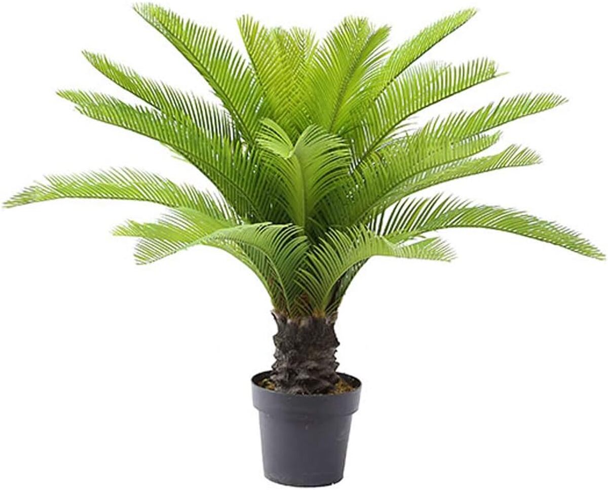 Avis sur le palmier artificiel Cycas Revoluta Amérique