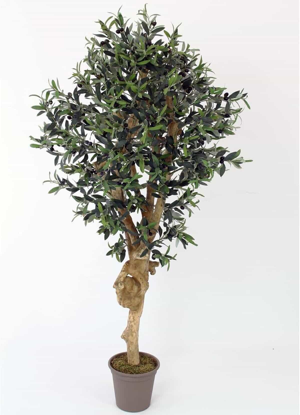 Avis sur l'olivier artificiel 175 cm kunstpflanzen-discount