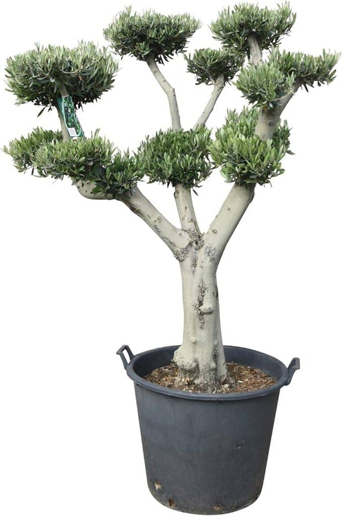 Test du Tropictrees olivier Pon Pon 180 cm topiaire