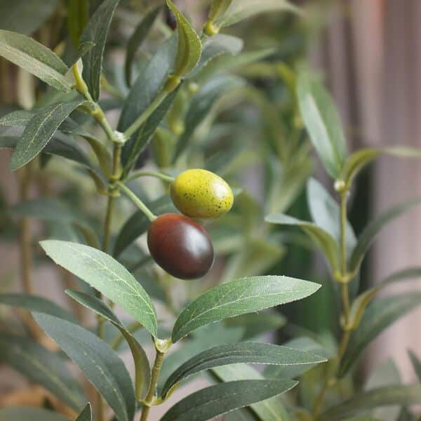 Bellacat Olivier Artificiel d'intérieur avec Tronc en Bois Naturel et Feuilles et Fruits réalistes. 1,8 m (182,9 cm) pour décoration de Maison, de Bureau