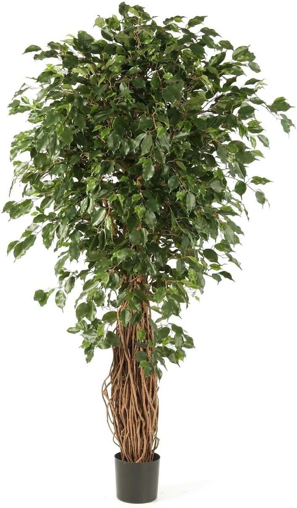 Avis sur le ficus artificiel Lucius d'artplants.de : nature chez vous