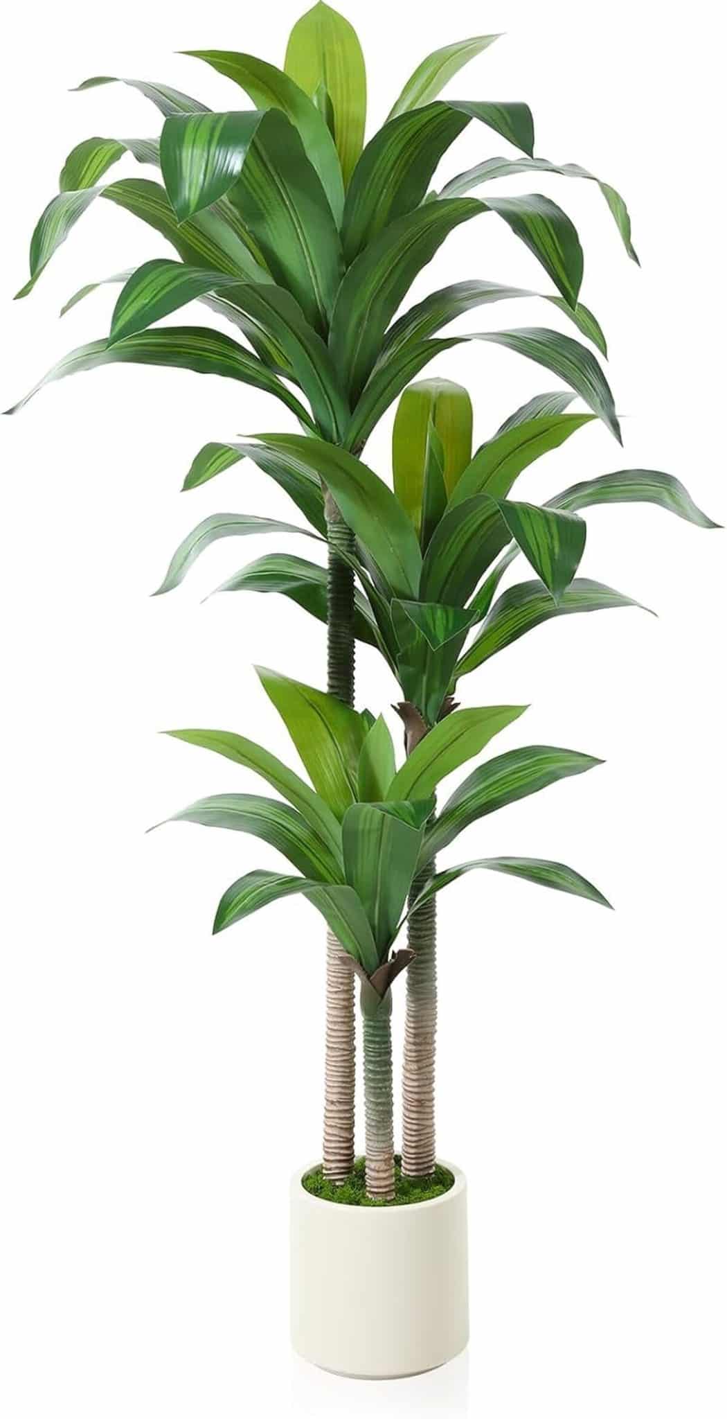 Test de l'arbre dragon artificiel Kazeila 180 cm : une touche verte pour votre intérieur