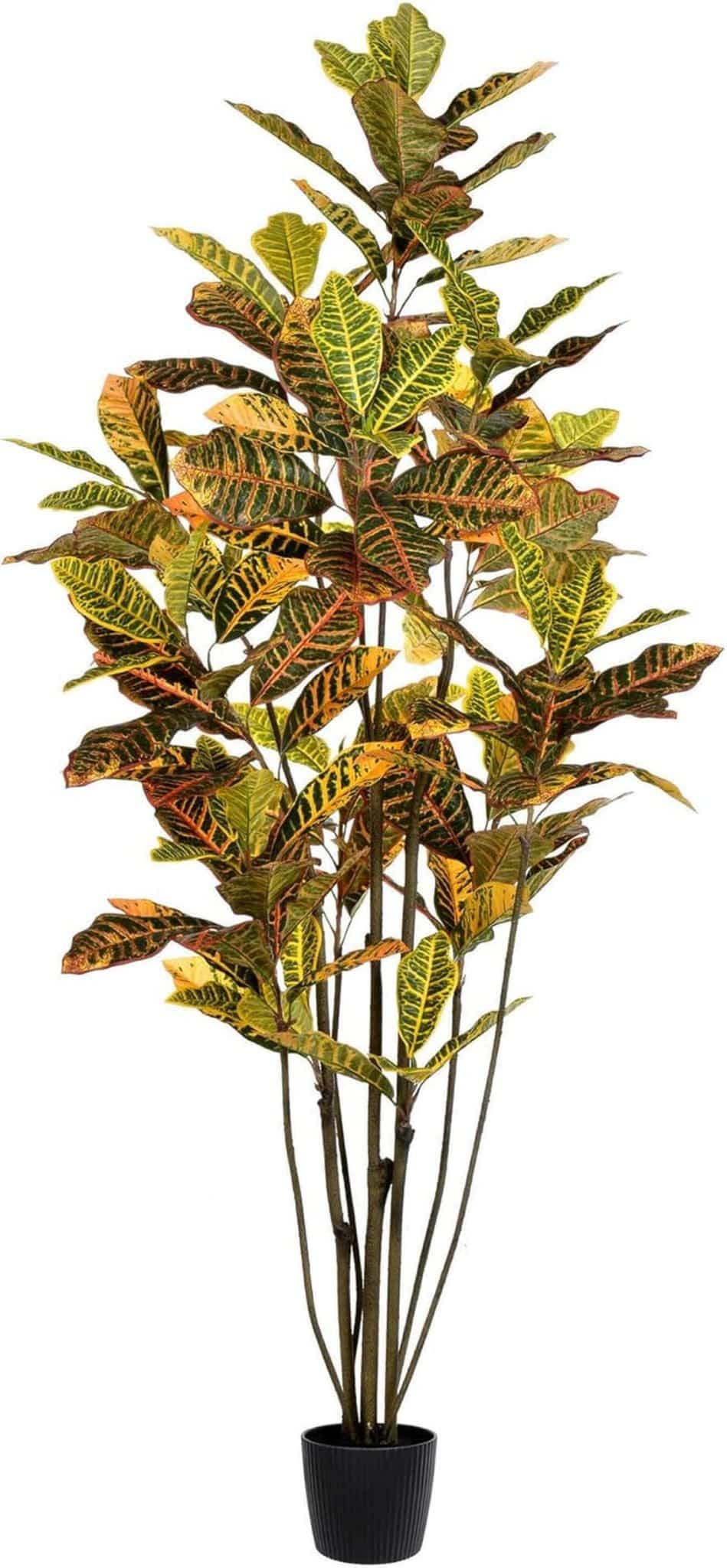 Test du croton Vickerman Tb170660 6-foot