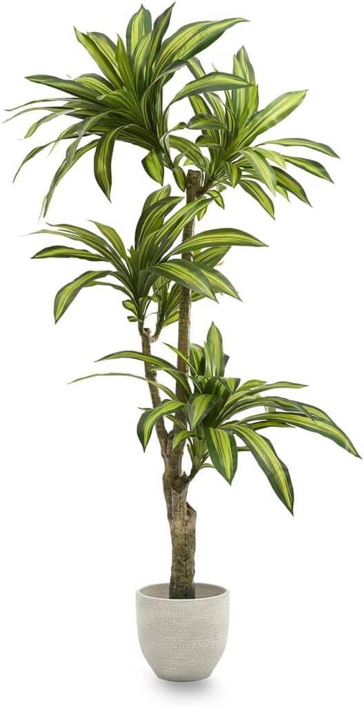 Avis sur la dracaena artificielle 180 cm de Maia Shop : une touche tropicale réaliste