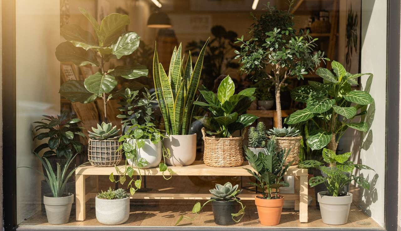 Plantes artificielles : embellissez vos vitrines