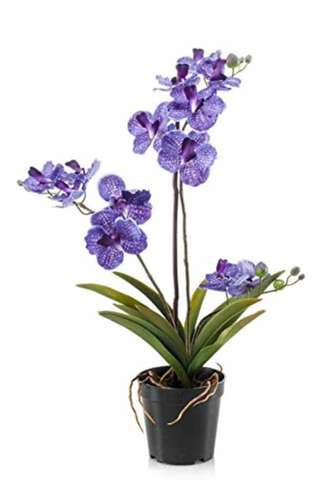 Avis sur l'orchidée artificielle Vanda Campo d'artplants.de : élégance en violet