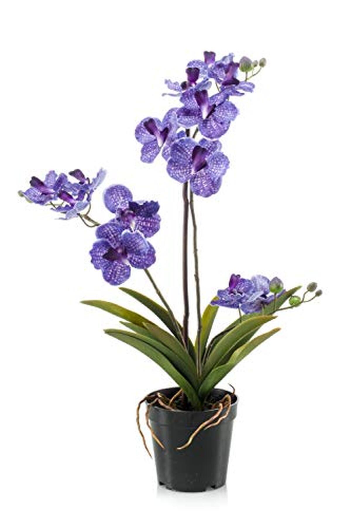 Avis sur l'orchidée artificielle Vanda Campo d'artplants.de : élégance en violet