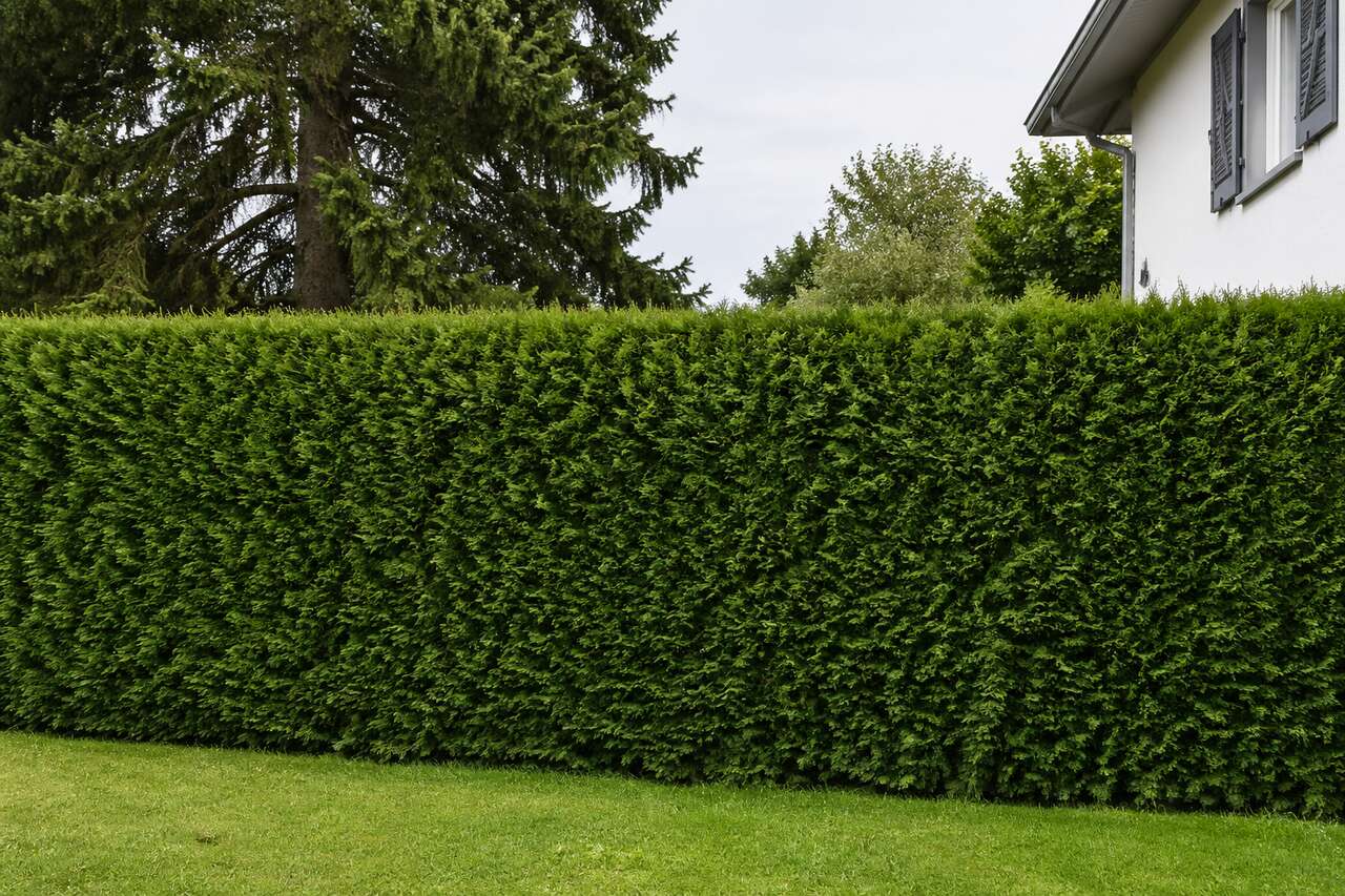 Les avantages esth&eacute;tiques des haies artificielles