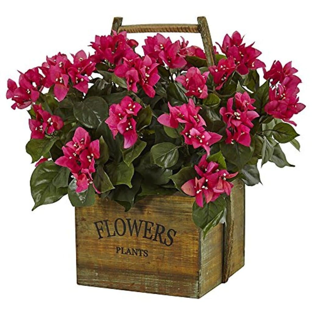Revue : bougainvilliers en pot à floraison rose presque naturelle