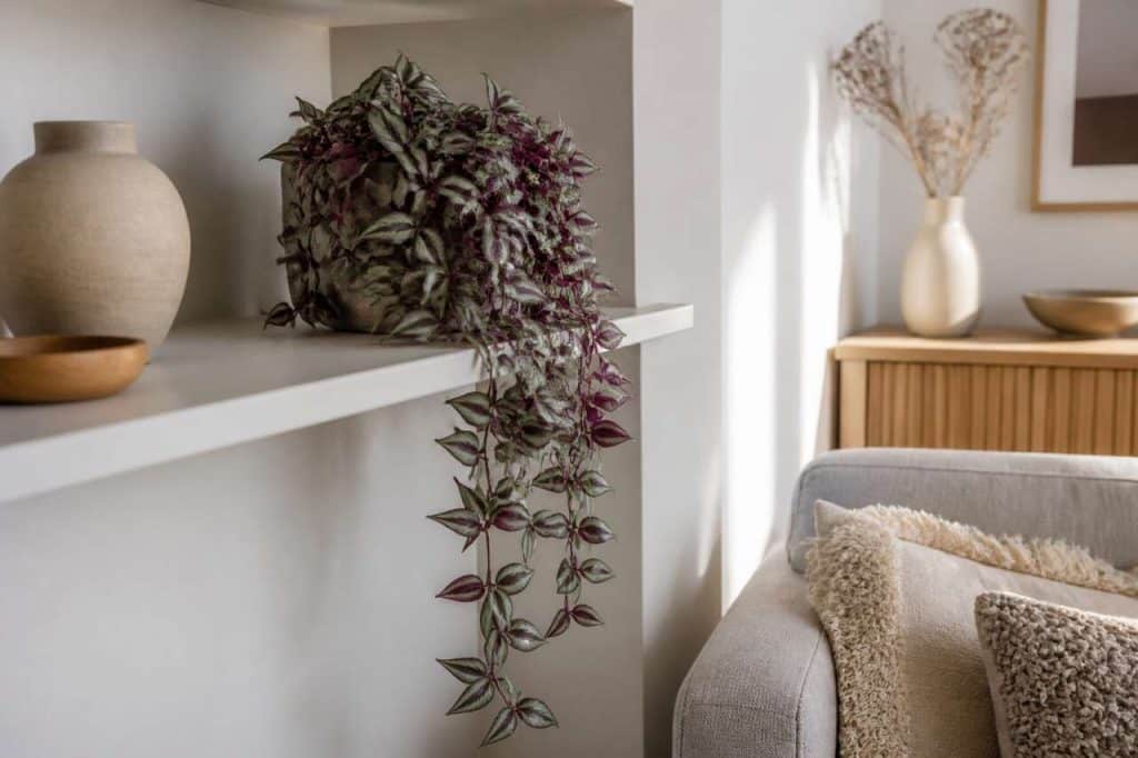 Tradescantia artificielle tombante : l'ajout parfait pour votre décoration intérieure