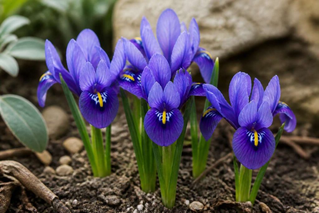 Fleur artificielle : iris réticulata réaliste