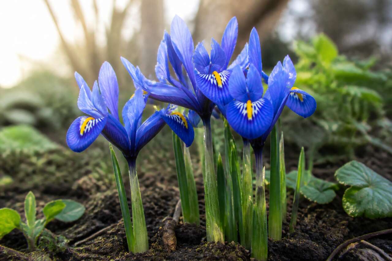 Origine et caract&eacute;ristiques de l'iris r&eacute;ticulata