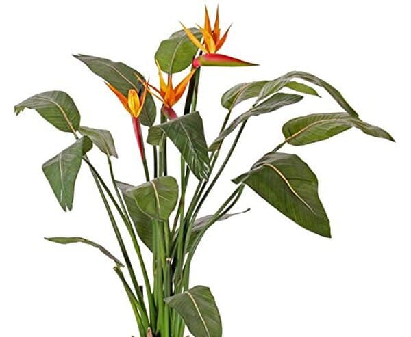 Découvrez notre avis détaillé sur les fleurs artificielles Strelitzia de Kunsb Lumens. Élégance durable, qualité premium et conseils d'achat pour transformer votre intérieur. 