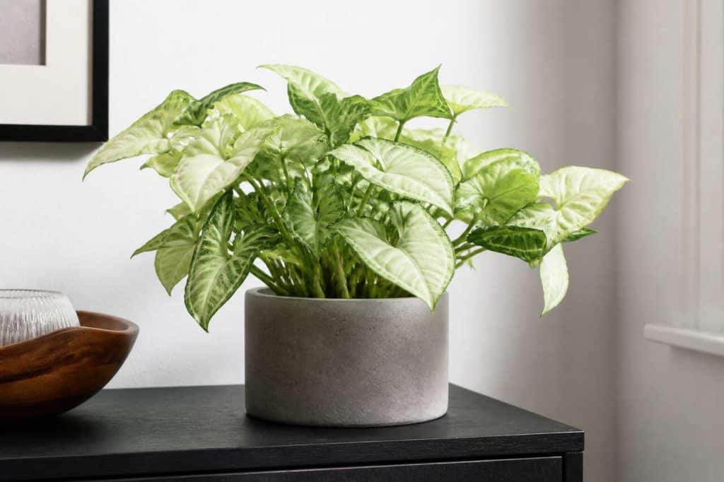 Syngonium artificiel : plante décorative réaliste