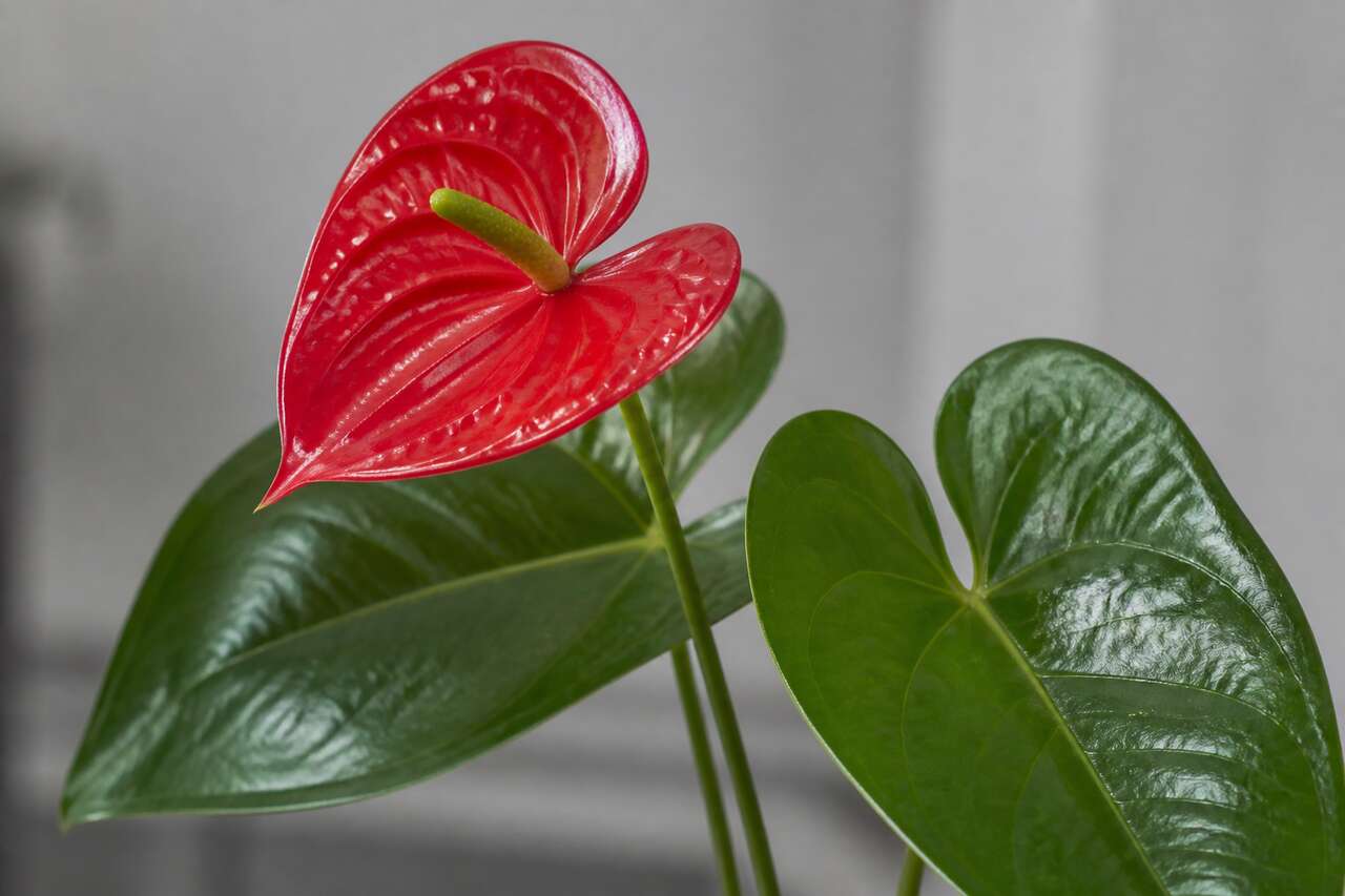 Pourquoi choisir une tige d’anthurium artificielle haut de gamme Pourquoi choisir une tige d’anthurium artificielle haut de gamme