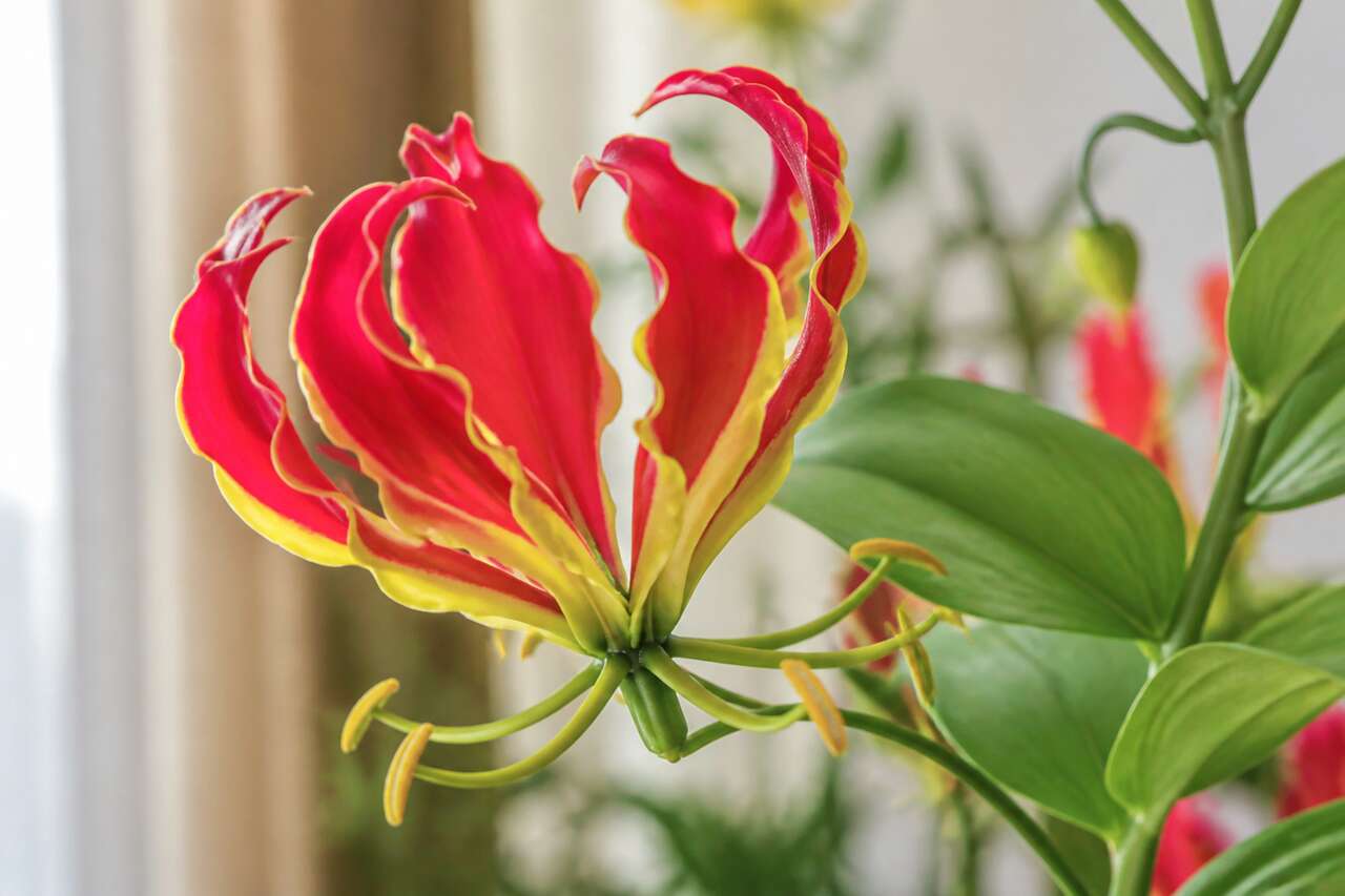 Pourquoi le lys gloriosa fascine autant Pourquoi le lys gloriosa fascine autant