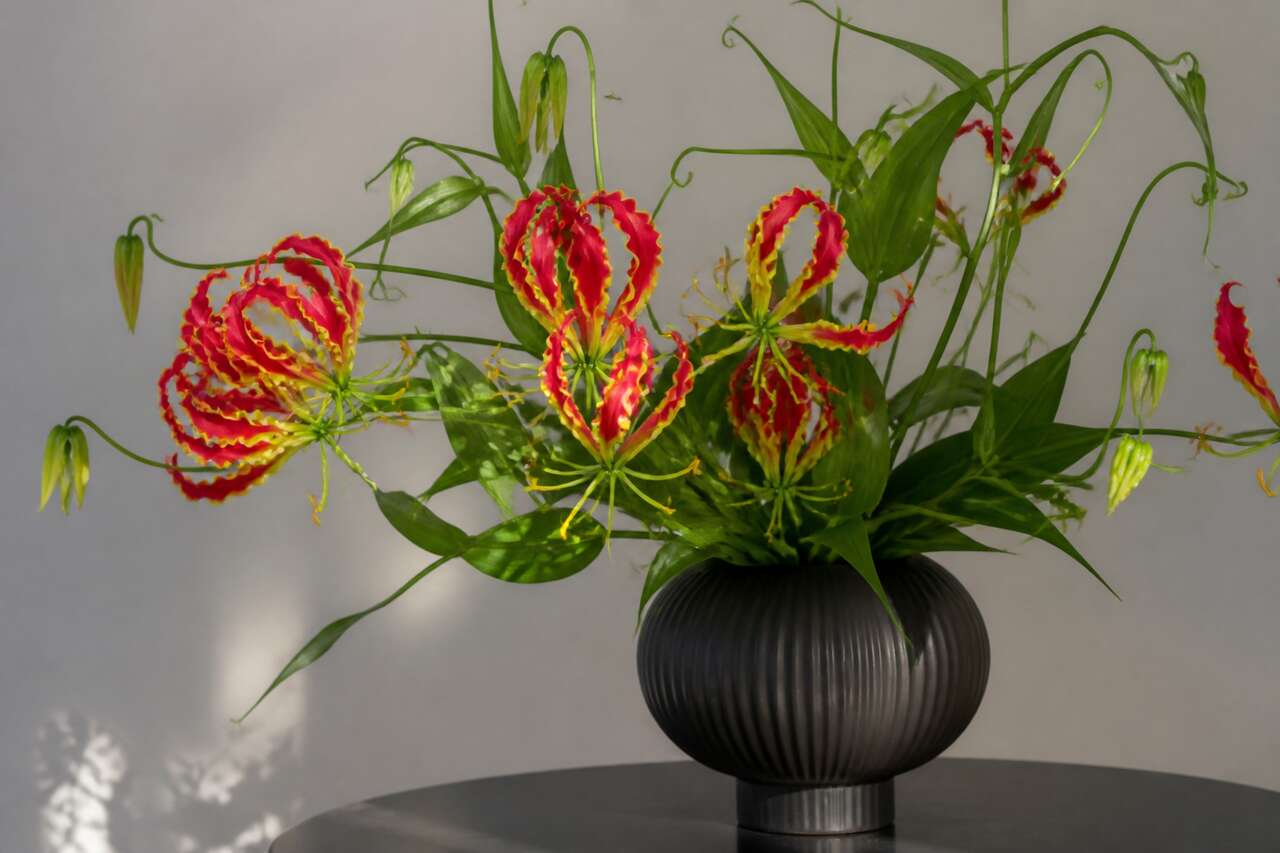Idées de décoration et associations florales qui valorisent la gloriosa Idées de décoration et associations florales qui valorisent la gloriosa