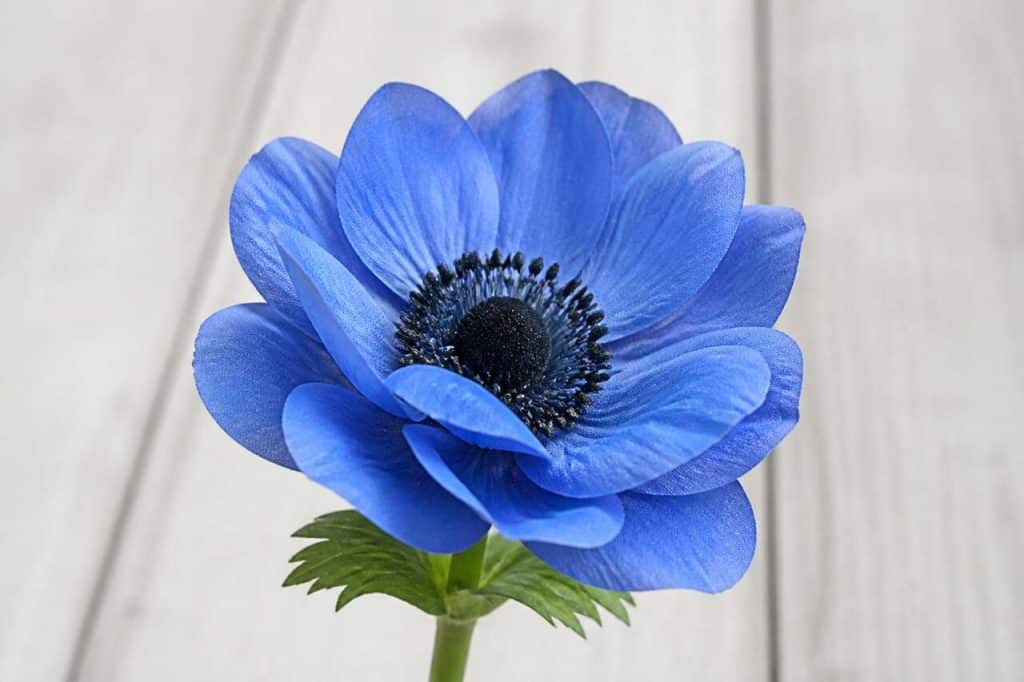 Fleur d'anémone artificielle bleue - Décoration réaliste