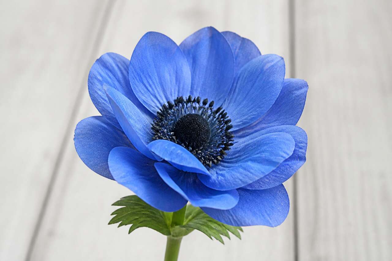 Fleur d'anémone artificielle bleue - Décoration réaliste