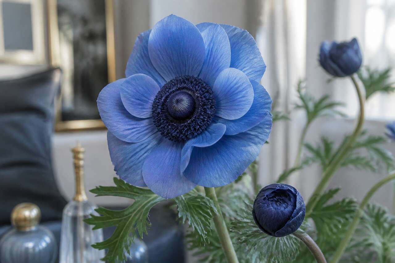 An&eacute;mone artificielle bleue: r&eacute;alisme et usage d&eacute;coratif