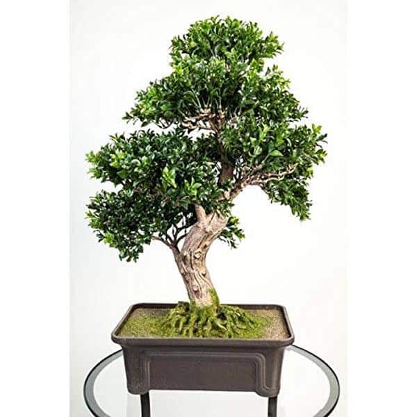 Découvrez notre avis détaillé sur le bonsai buis artificiel artplants.de : 538 feuilles, 65 cm de hauteur. Qualité, design et durabilité pour une décoration intérieure authentique.
