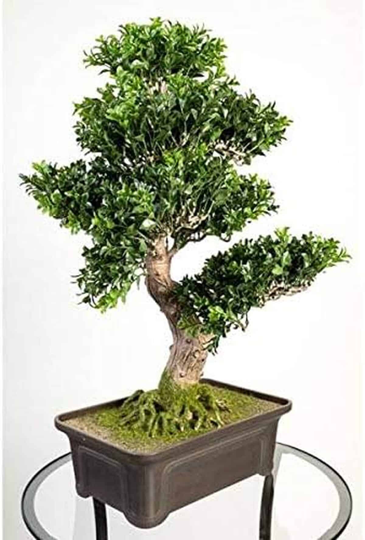 Avis sur le bonsai buis artificiel artplants.de : 538 feuilles, 65 cm